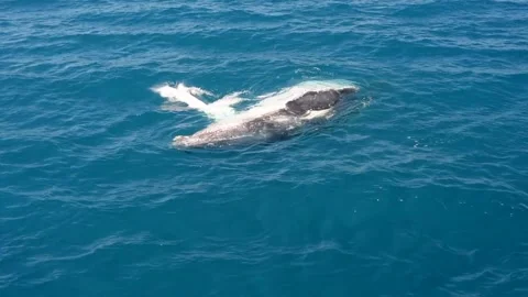 Humpback whale performs a full, surface roll, Hervey Bay, Queensland, Australia. Stock Footage 133151485