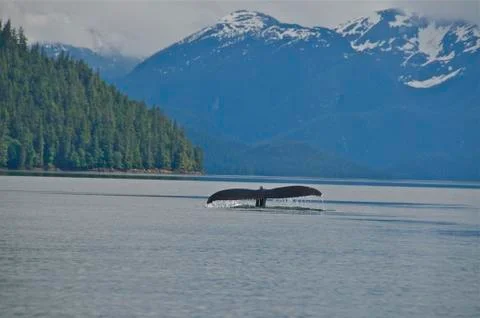 Humpback Whale Foto stock