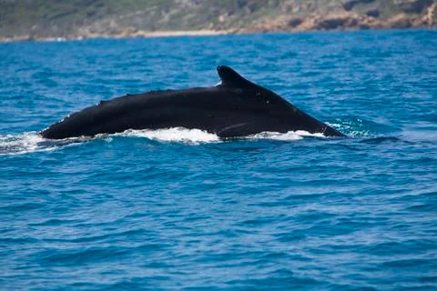 Humpback whale 写真素材