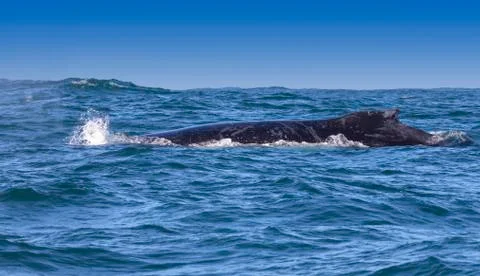 Humpback whale Stock Photos