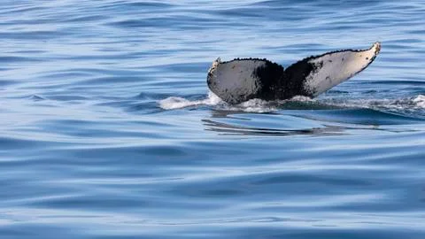 Humpback whale 写真素材