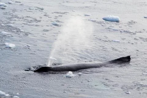 Humpback whale Stock Photos