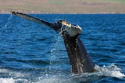 Humpback Whale Stock Photos