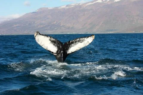 Humpback Whale Stock Photos