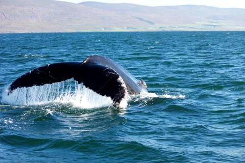 Humpback Whale Stock Photos