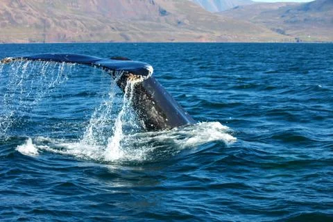 Humpback Whale Stock Photos