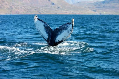 Humpback Whale Stock Photos