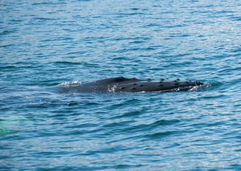 Humpback whale 스톡 사진