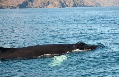 Humpback whale Photos