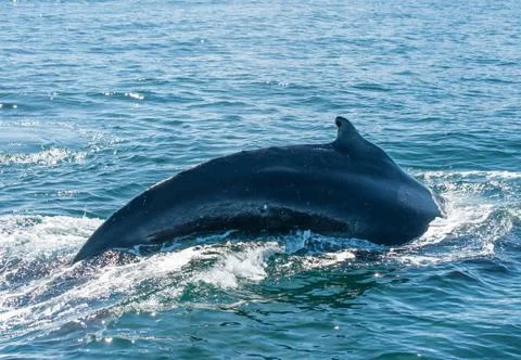 Humpback whale 스톡 사진