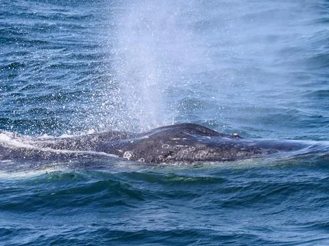 Humpback whale Stock Photos