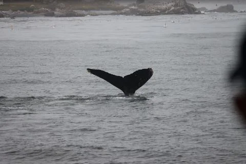 Humpback whale Stock Photos