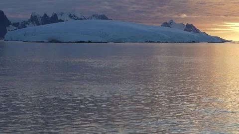 Humpback Whale Pod in Antarctica at Sunset. Rise to Surface, Tails and Fins.. Stock Footage 342657293