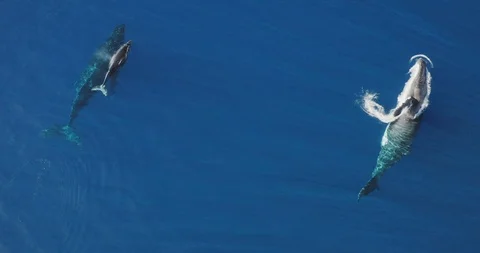 Humpback whale pod Stock Footage 124721670