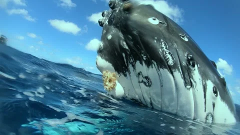 Humpback Whale Pops Its Head Above Water in Tropical Paradise 動画素材 323377039