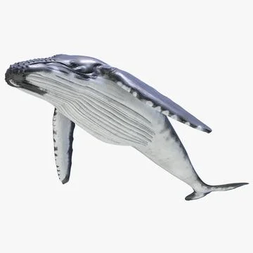 WHALE buy now