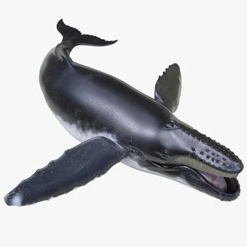 Humpback Whale Pose 5 3D Model 3D Model