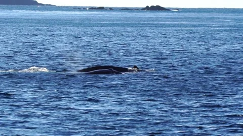 Humpback Whale Raising Its Tail Fin: Slow Motion in Ogasawara Stockbeeldmateriaal 332761241