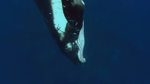 Humpback Whale with scratch marks, diving in deep blue waters of French Stock Footage 160450559