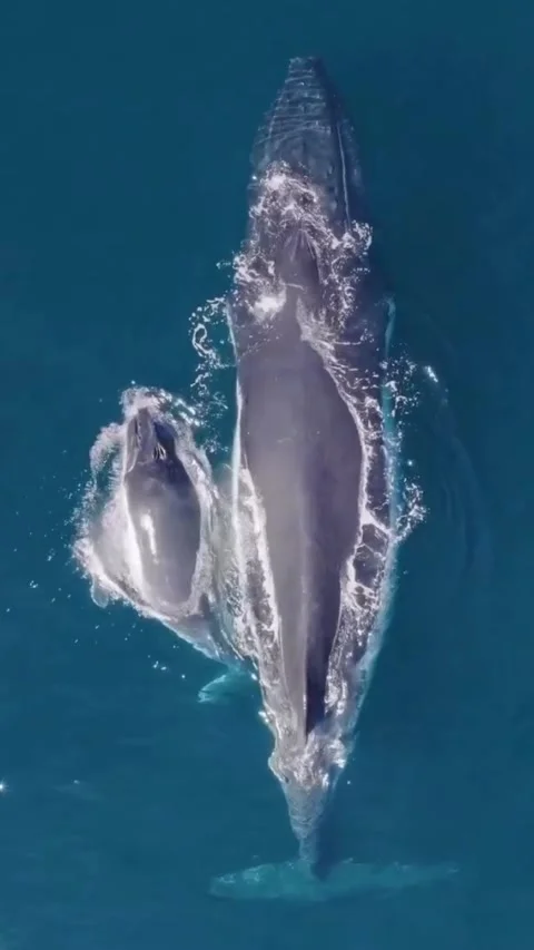Humpback whale in the sea Stock Footage 317870665