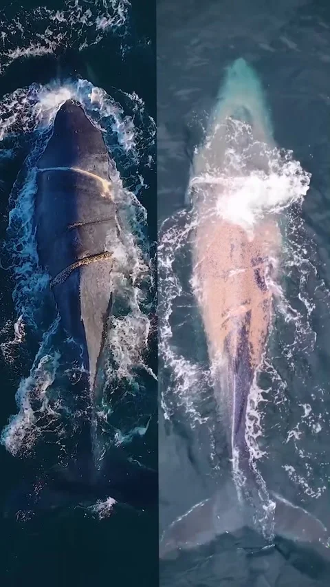 Humpback whale in the sea Stock Footage 319729951