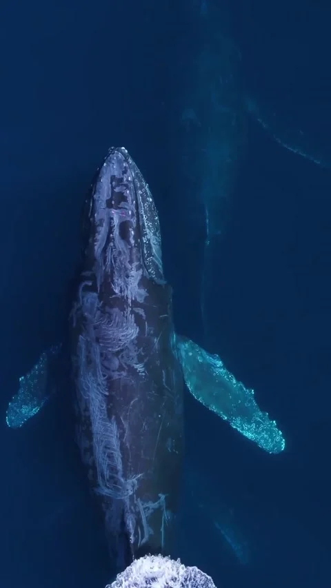 Humpback whale in the sea Stock Footage 319730260