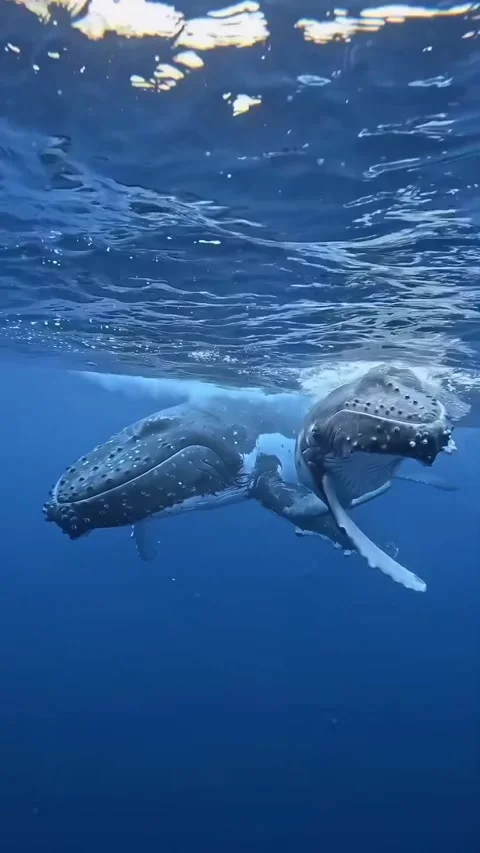 Humpback whale in the sea Stock Footage 319730309