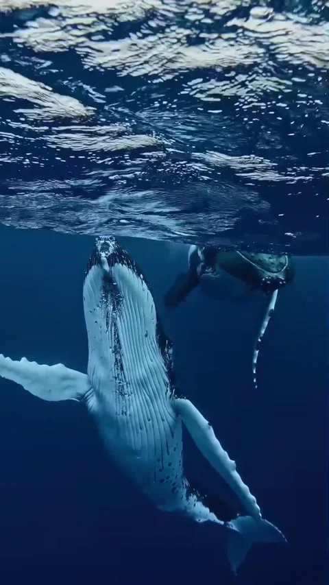 Humpback whale in the sea Stock Footage 319730353