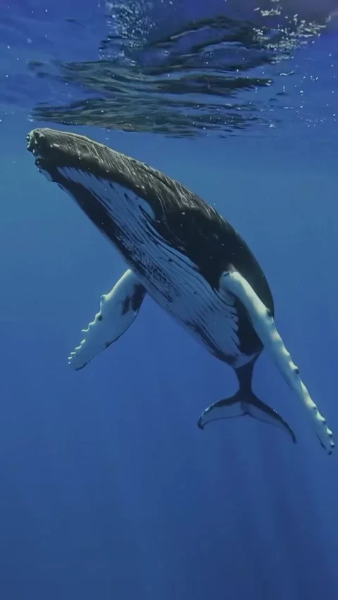 Humpback whale in the sea Stock Footage 319730564