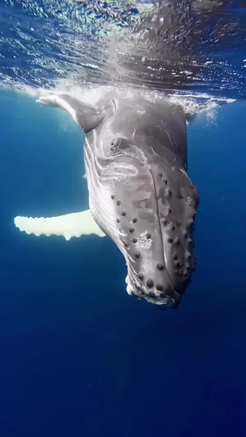 Humpback whale in the sea Stock Footage 319730615