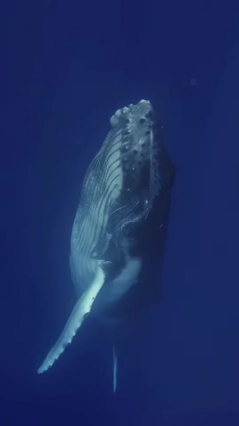 Humpback whale in the sea Stock Footage 319730653