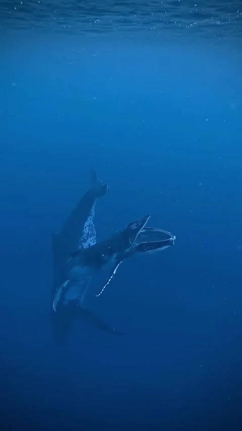 Humpback whale in the sea Stock Footage 319730700