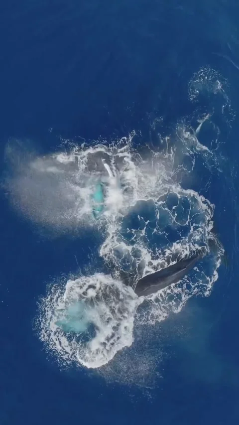 Humpback whale in the sea Stock Footage 321184205