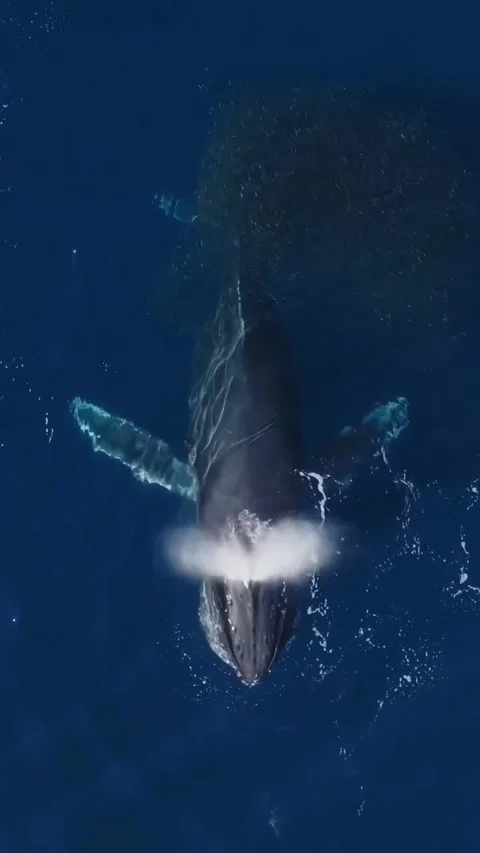 Humpback whale in the sea Stock Footage 321235065