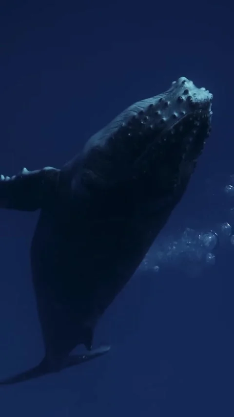 Humpback whale in the sea Stock Footage 321509542