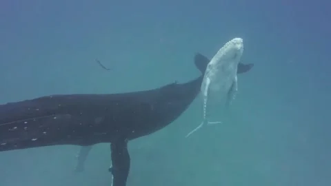 Humpback whale in the sea Stock Footage 327372499