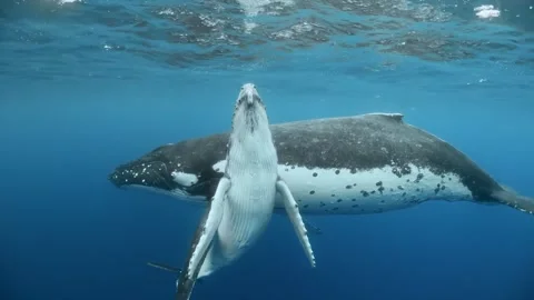 Humpback whale in the sea 스톡 동영상 328528542