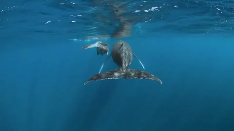Humpback whale in the sea Stock Footage 328528547