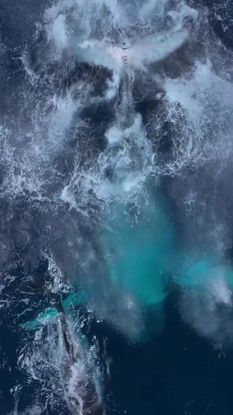 Humpback whale in the sea Video stock 328704079