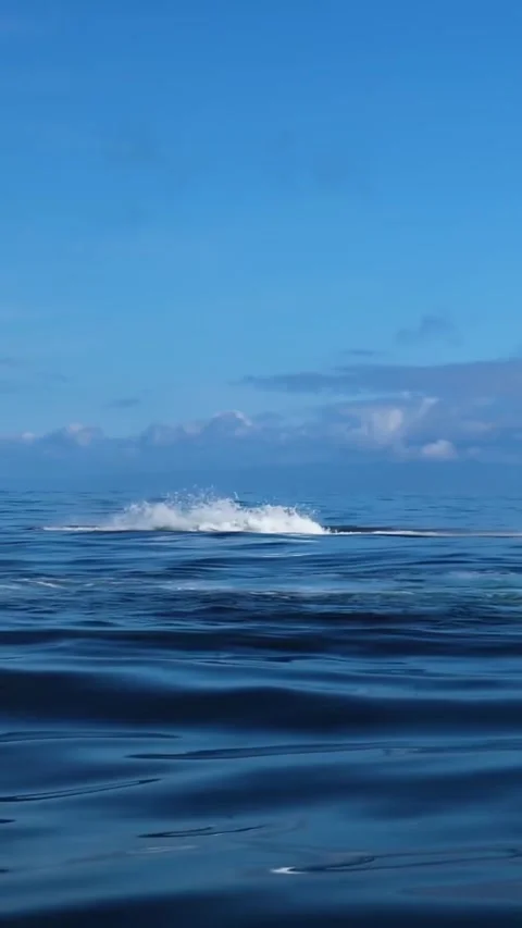 Humpback whale in the sea Stock Footage 328704080