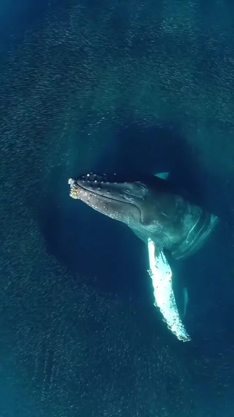 Humpback whale in the sea Stock Footage 328704082