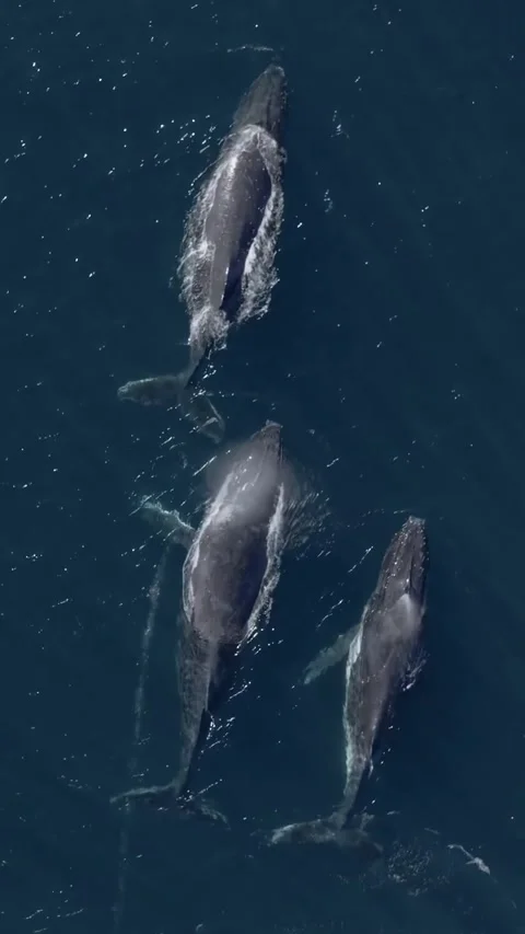 Humpback whale in the sea Stock Footage 328704091