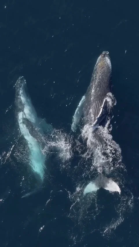 Humpback whale in the sea Stock Footage 328704097
