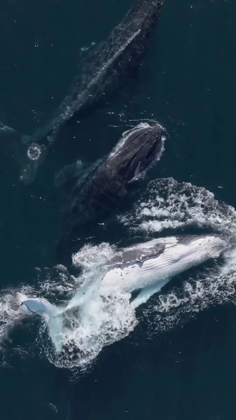 Humpback whale in the sea Video stock 328704115