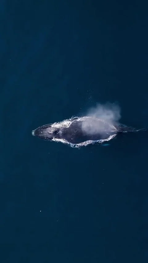 Humpback whale in the sea Stock Footage 328704129