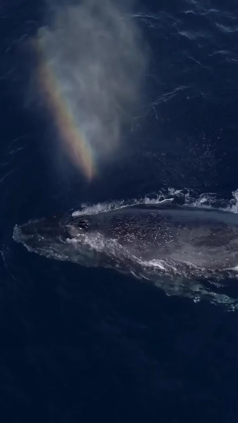 Humpback whale in the sea Stock Footage 328704142