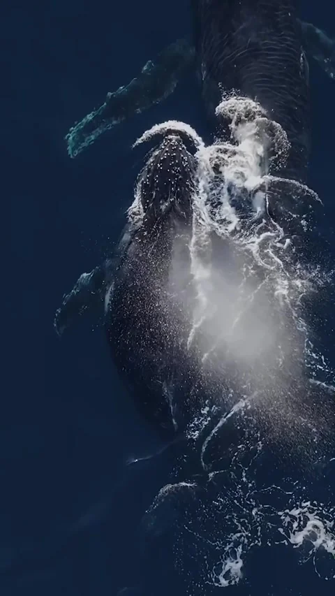 Humpback whale in the sea Stock Footage 328704148