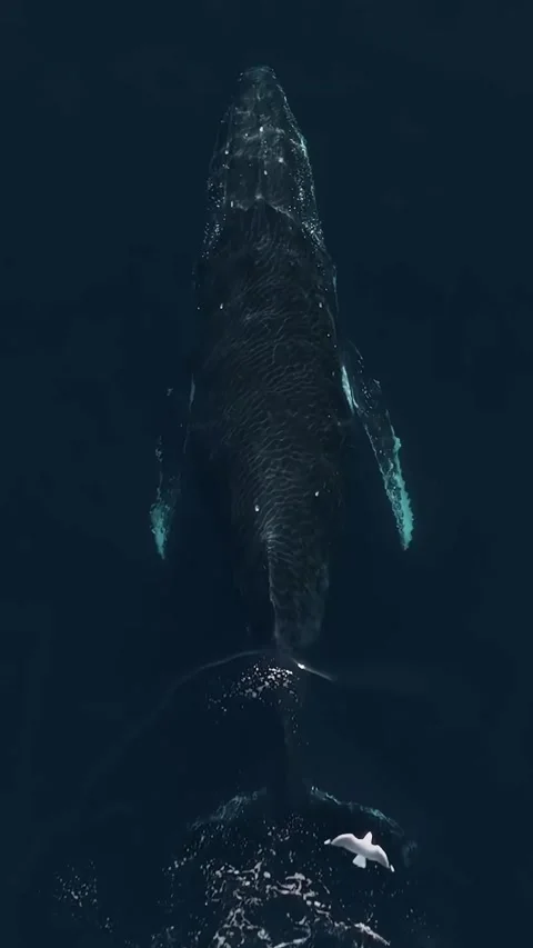 Humpback whale in the sea Video stock 328704150