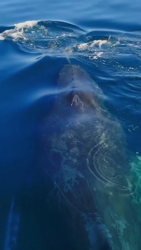 Humpback whale in the sea Vídeo Stock 328704158