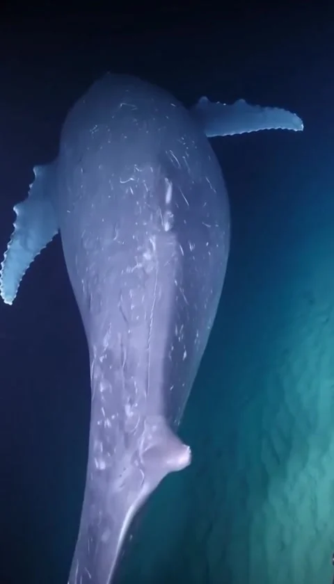 Humpback whale in the sea 库存影片 330396270